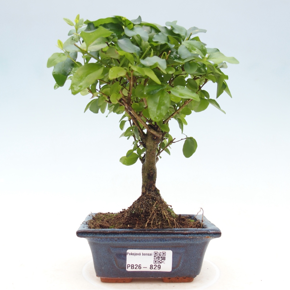 Room bonsai -Ligustrum chinensis - Birds Beak