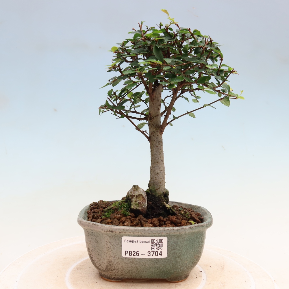 Room bonsai - Ulmus parvifolia - Small-leaved elm
