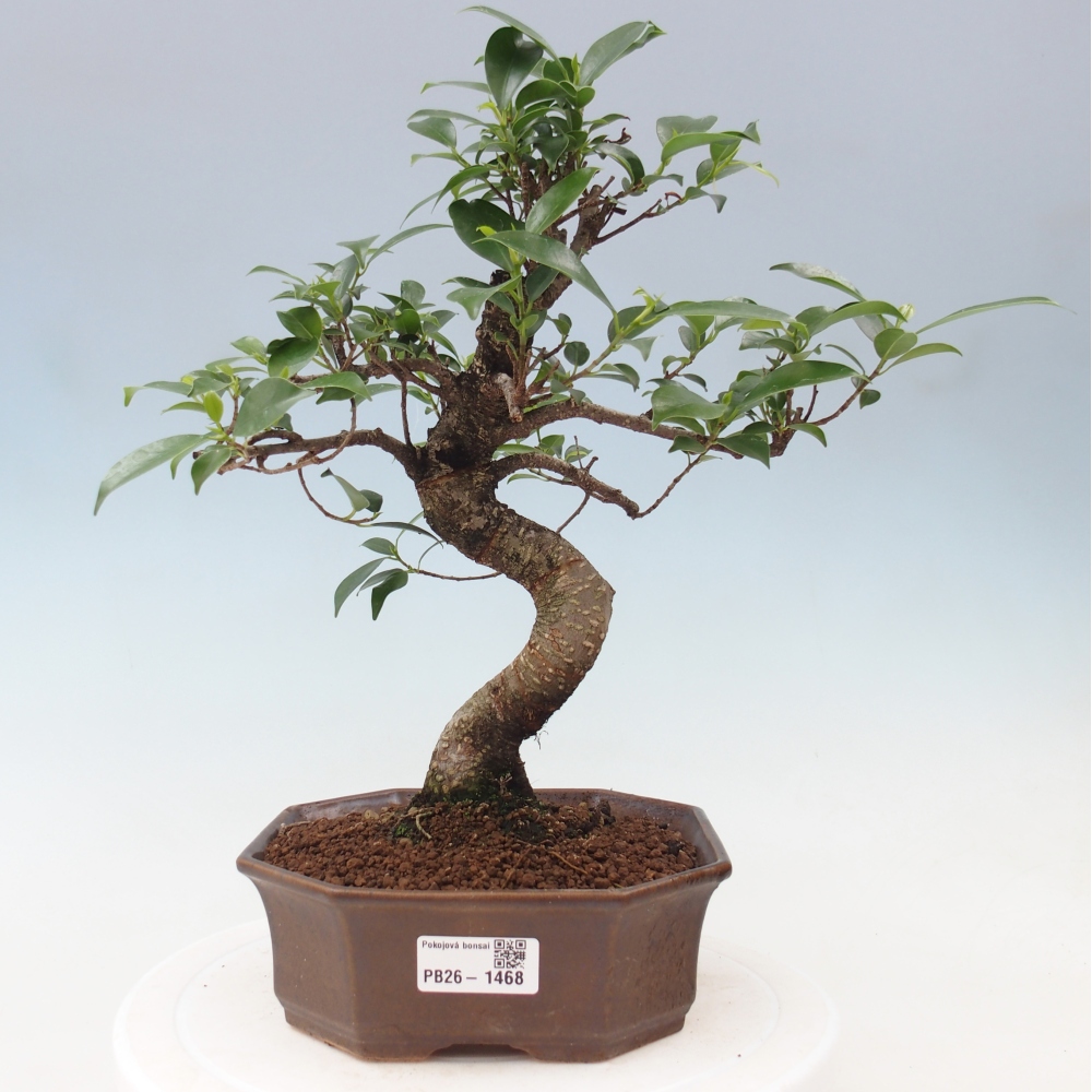 Room bonsai - Ficus retusa - small-leaved ficus