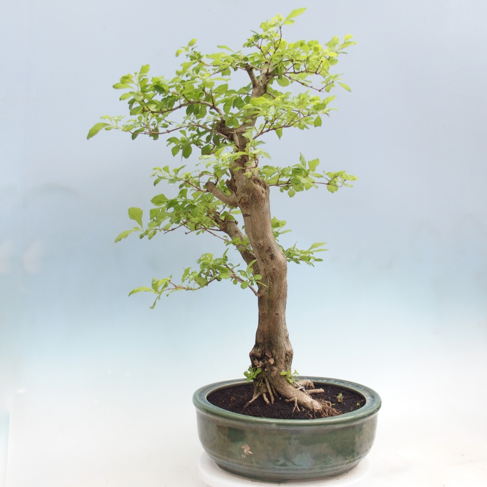 Room bonsai - Duranta erecta Aurea - PERSONAL COLLECTION ONLY or pallet transport