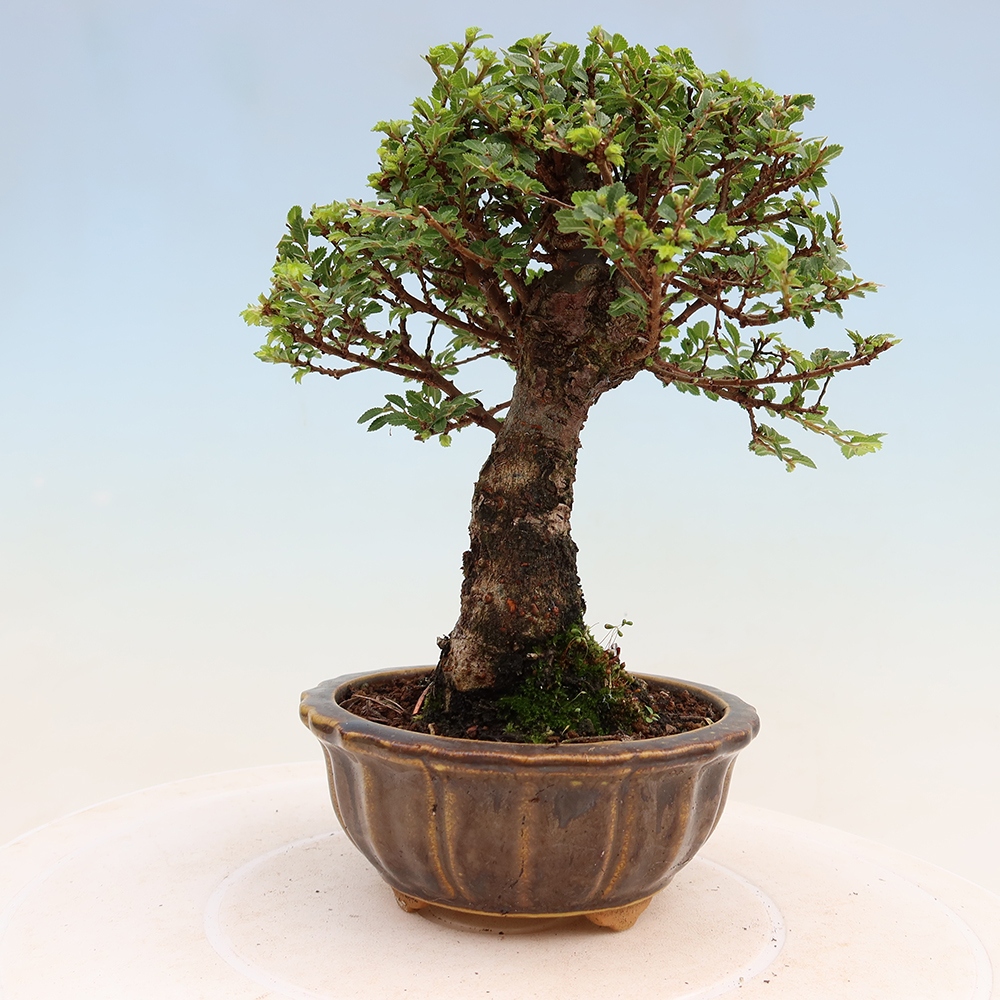 Outdoor Bonsai - Ulmus parvifolia 'Sagei' - Small-leaved Elm