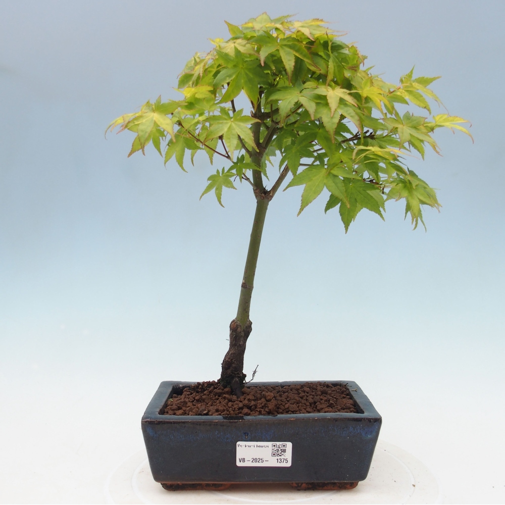 Acer palmatum Aureum - Golden Palm Maple