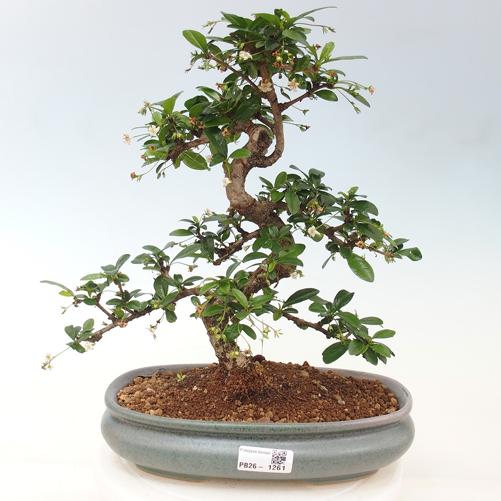 Room bonsai - Carmona macrophylla - Tea fuki