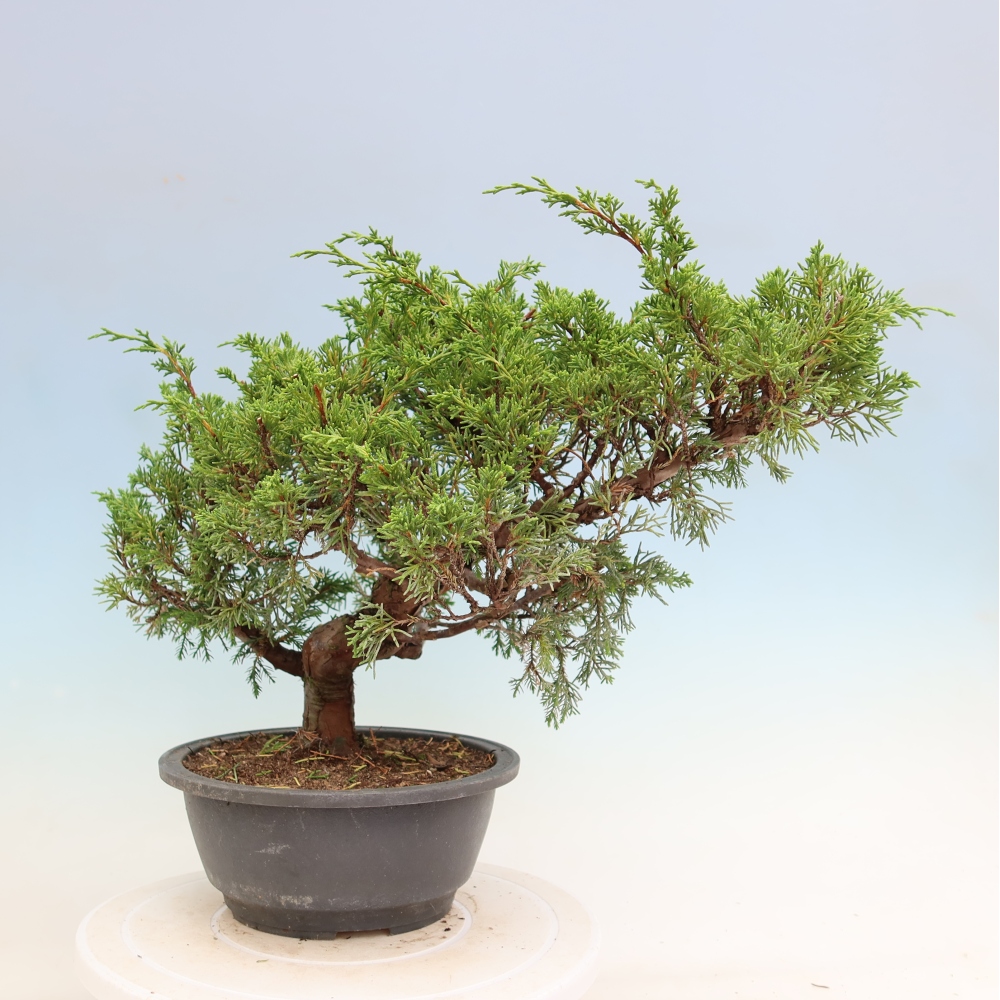 Outdoor Bonsai - Juniperus chinensis Itoigawa - Chinese Juniper