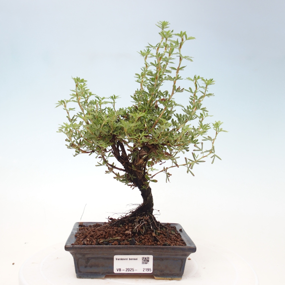 Outdoor bonsai-Cinquefoil - Potentila fruticosa yellow Bird