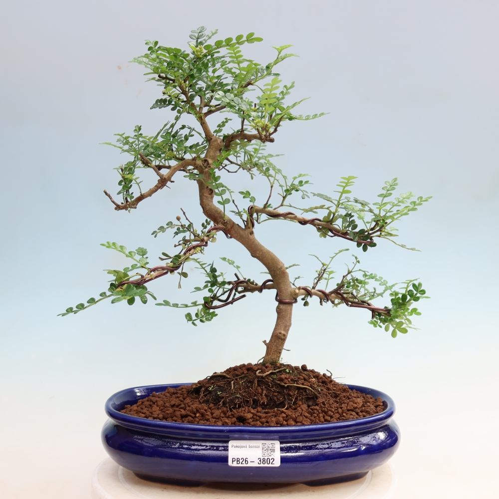 Room bonsai - Zantoxylum piperitum - pepper tree