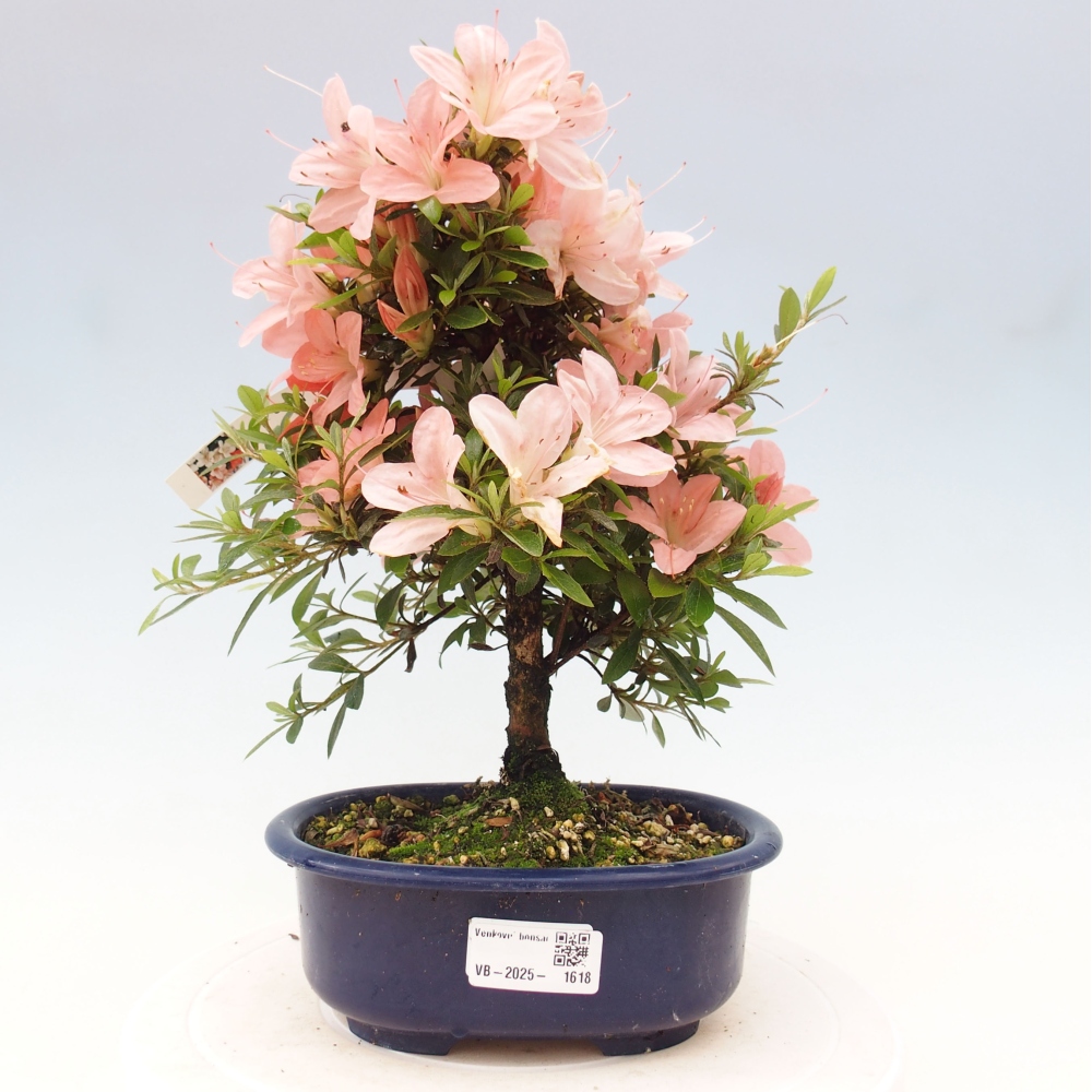 Outdoor bonsai - Japanese azalea - Azalea Nikko