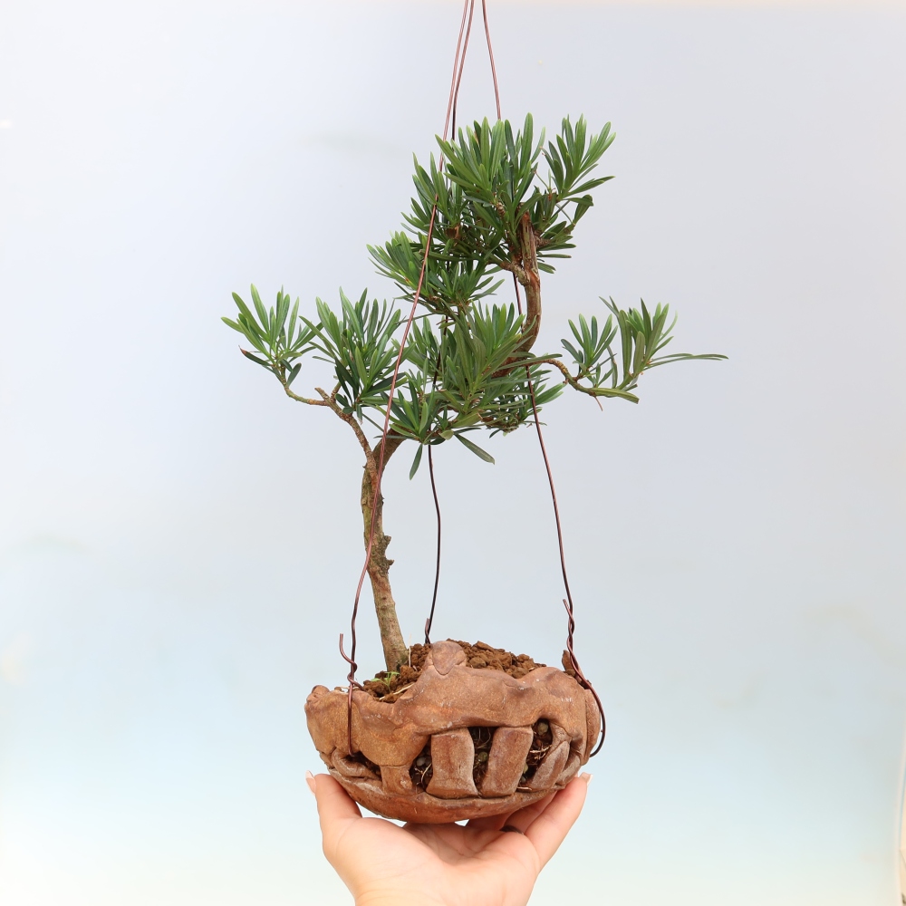 Kokedama in a Ceramic Pot - Podocarpus - Stone Yew