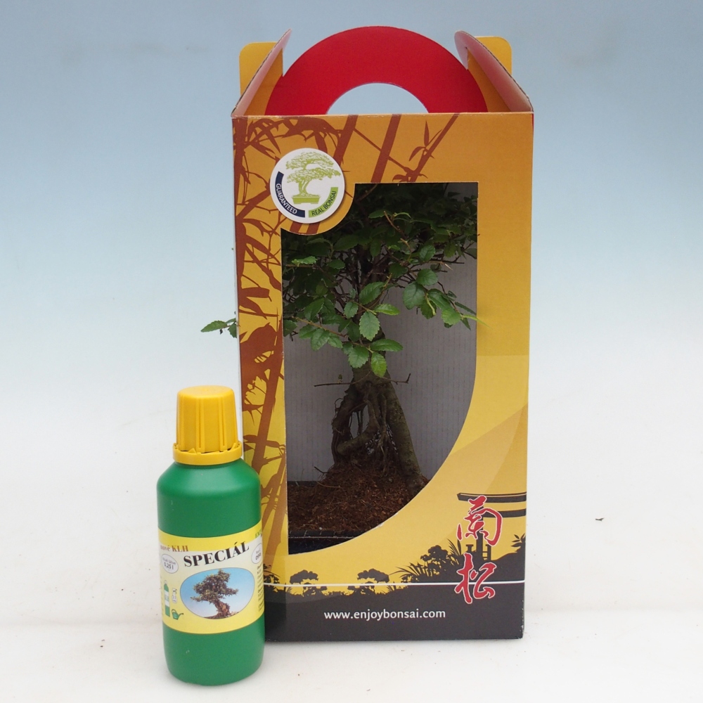 Ulmus parvifolia - Chinese elm