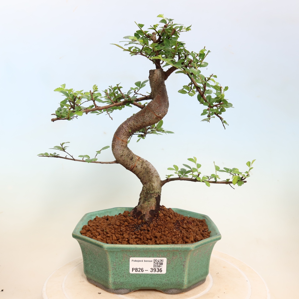 Room bonsai - Ulmus parvifolia - Small-leaved elm