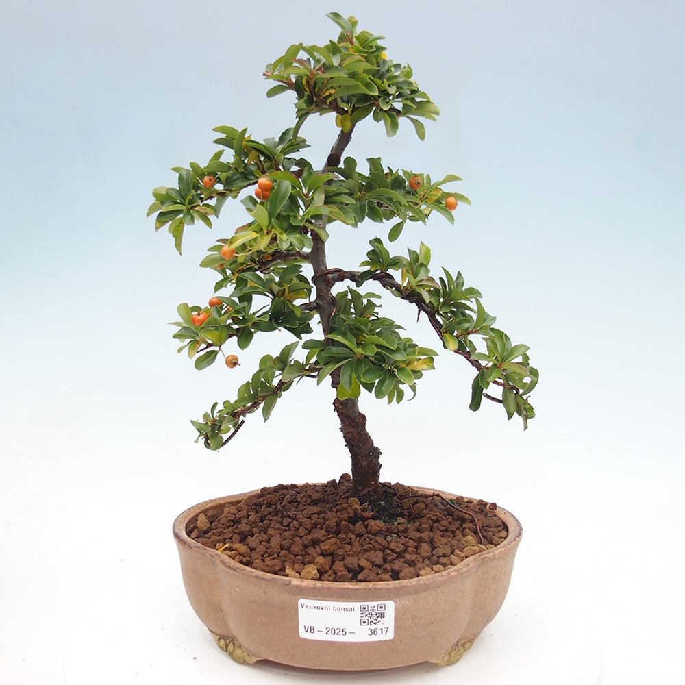 Outdoor bonsai-Pyracantha Teton -Hlox