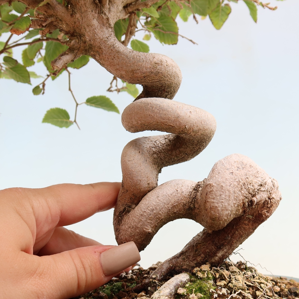 Outdoor bonsai -Carpinus CARPINOIDES - Korean Hornbeam