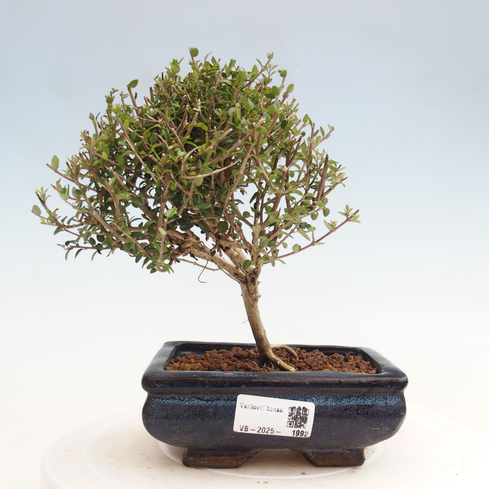 Outdoor bonsai-Lonicera nitida Twiggy -Honeysuckle
