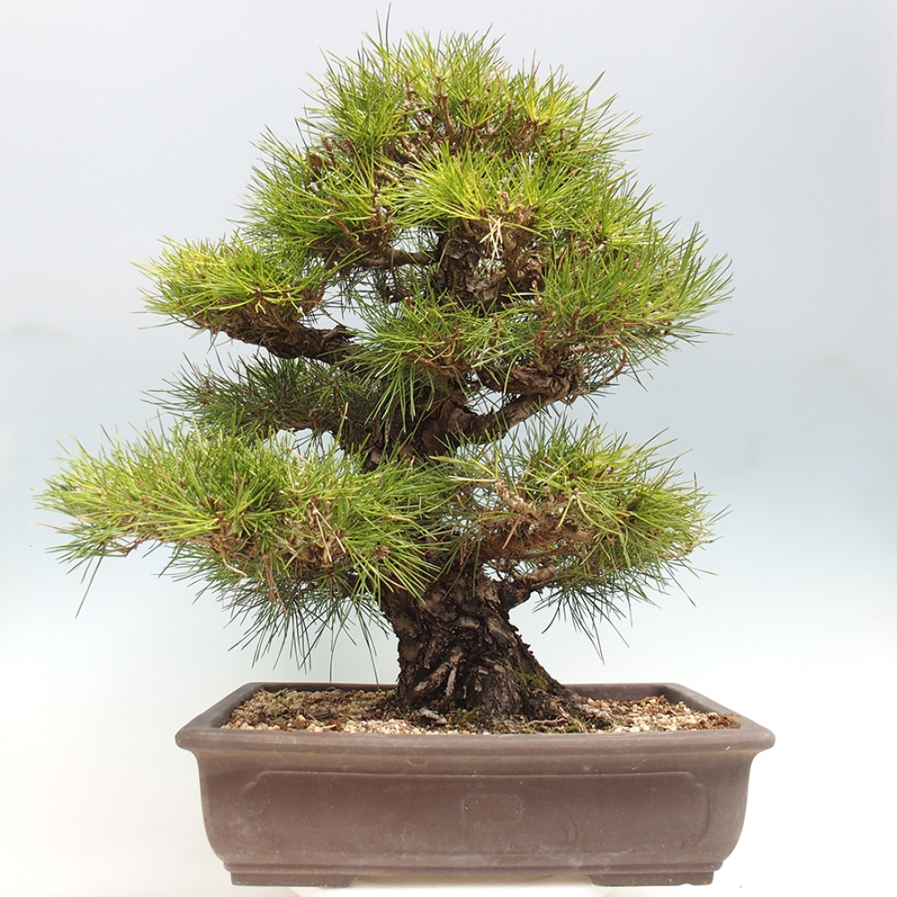 Outdoor bonsai - Pinus thunbergii - Thunberg pine