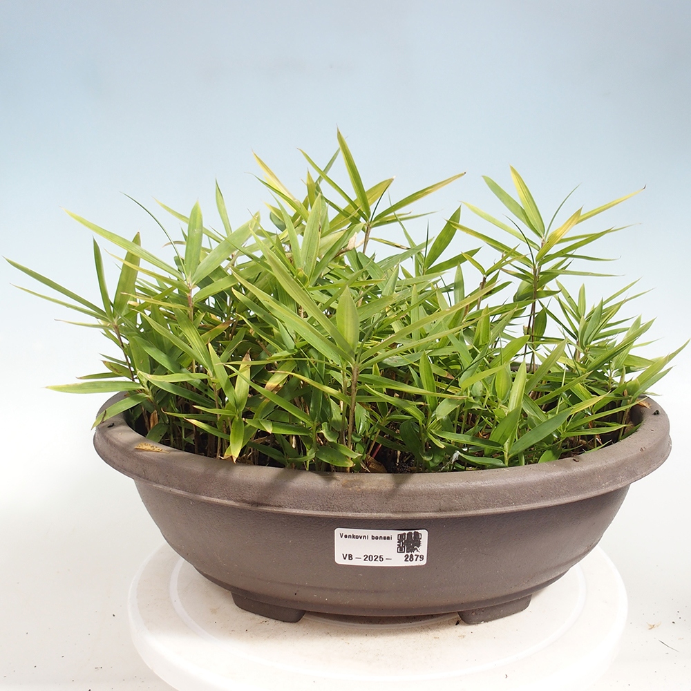 Outdoor bonsai - Pleioblastus argenteostriatus f.pumilus - Dwarf bamboo