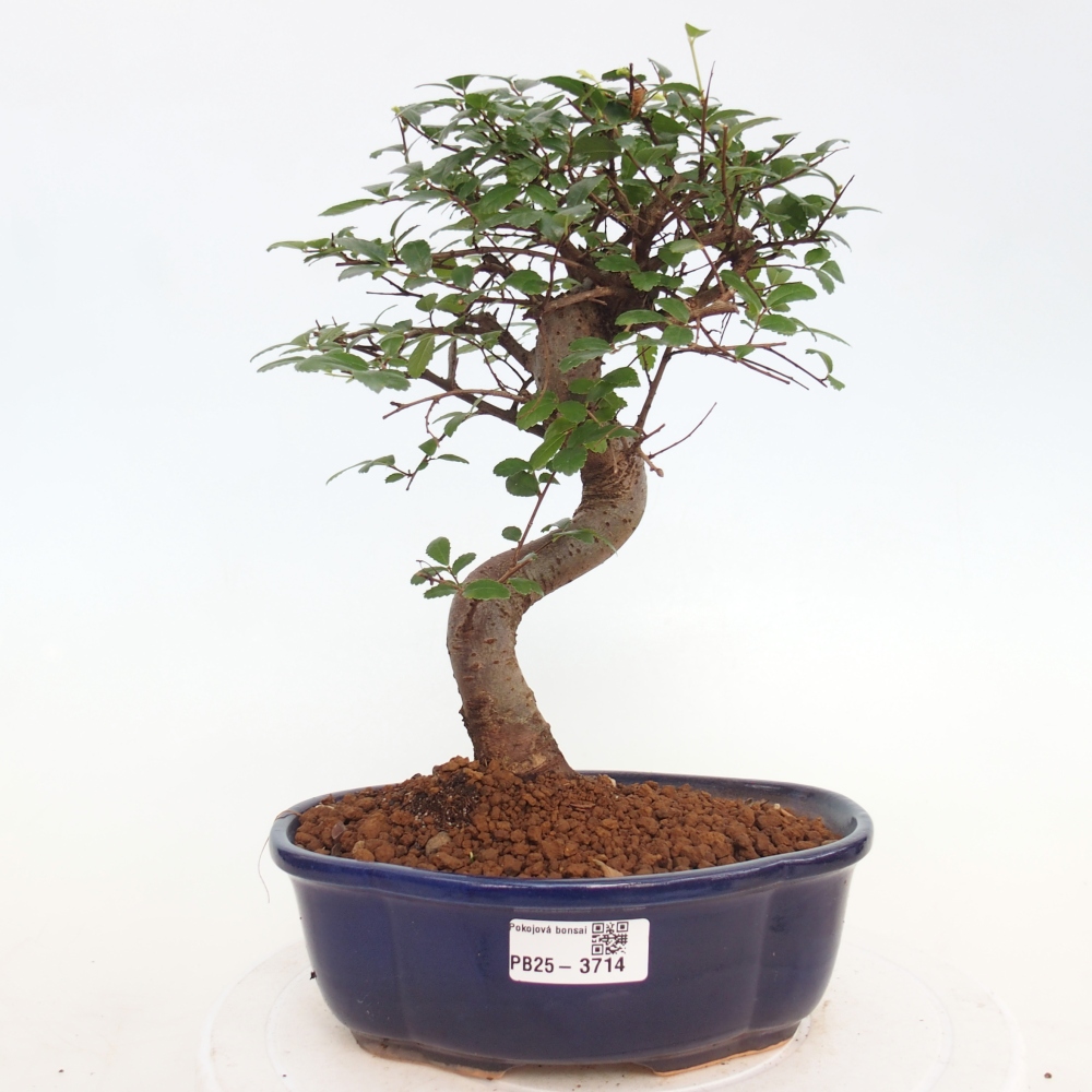 Room bonsai - Ulmus parvifolia - Small-leaved elm