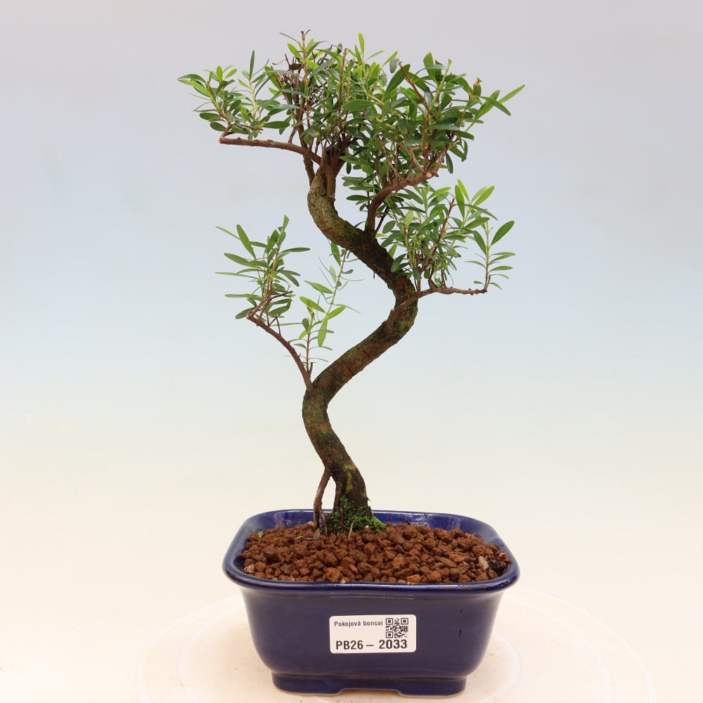 Room bonsai - Syzygium - Pimento