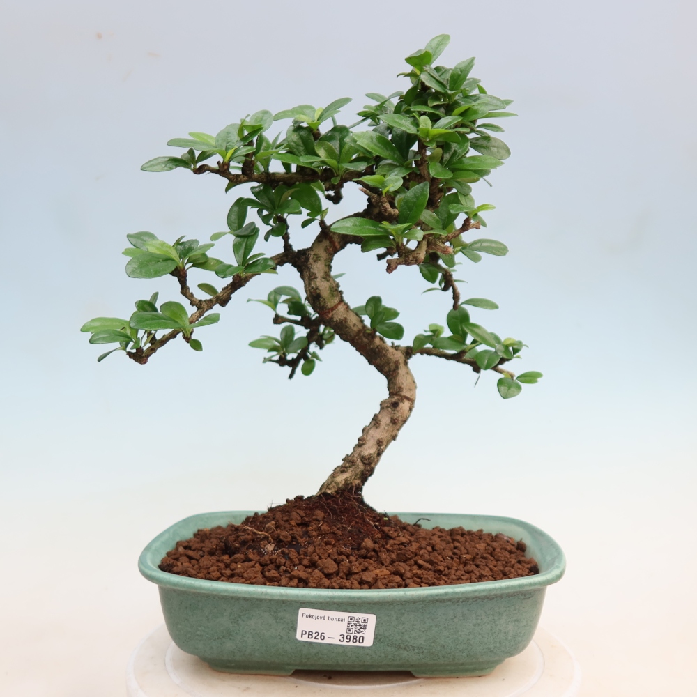 Room bonsai - Carmona macrophylla - Tea fuki