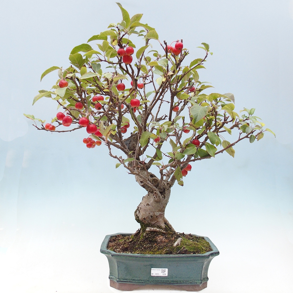 Outdoor bonsai - Malus halliana - Small-fruited apple tree
