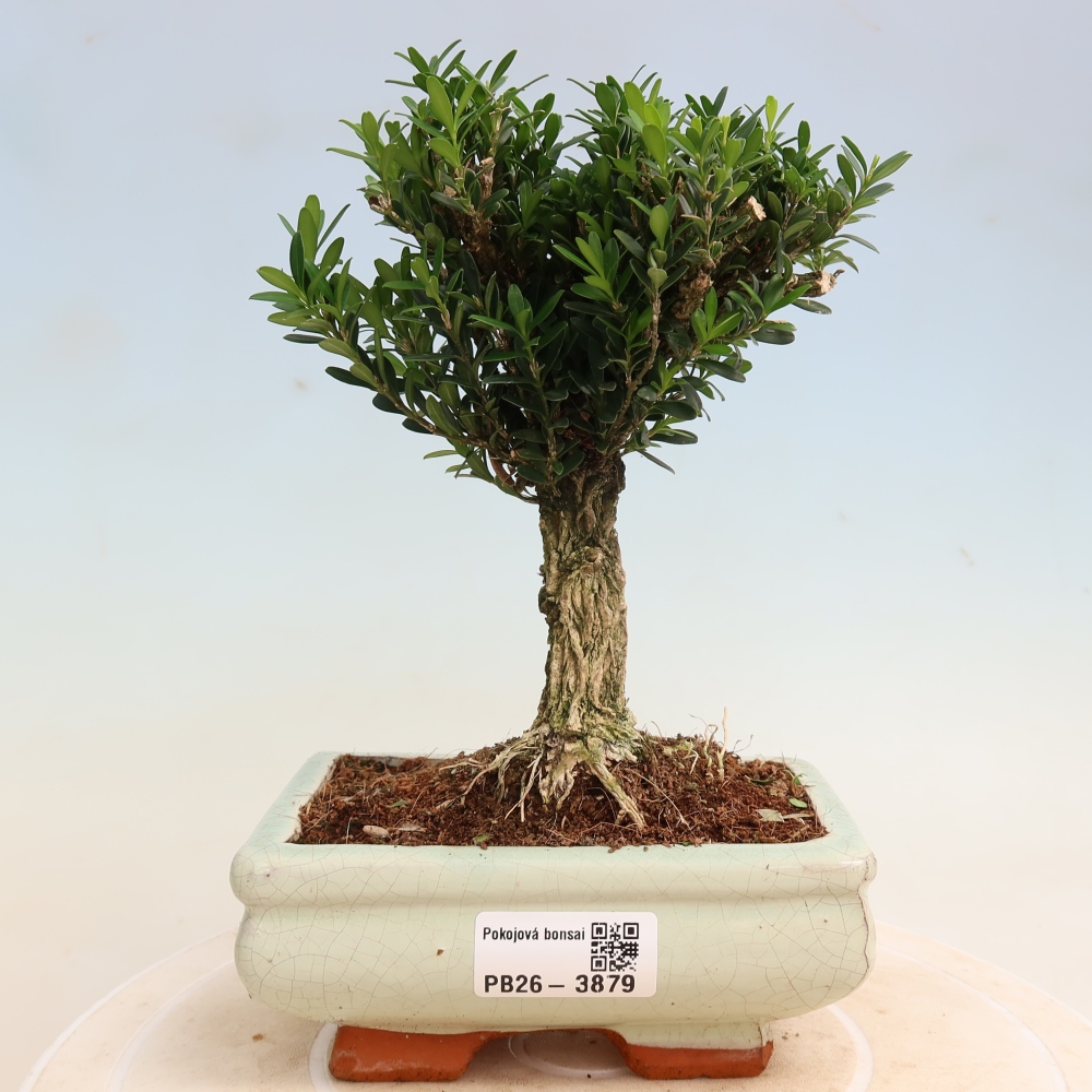 Room bonsai - Buxus harlandii - cork buxus
