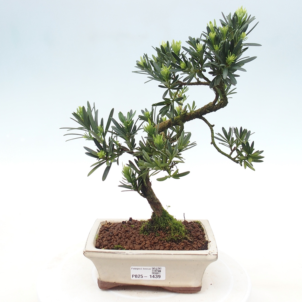 Indoor bonsai - Podocarpus - Stone thous