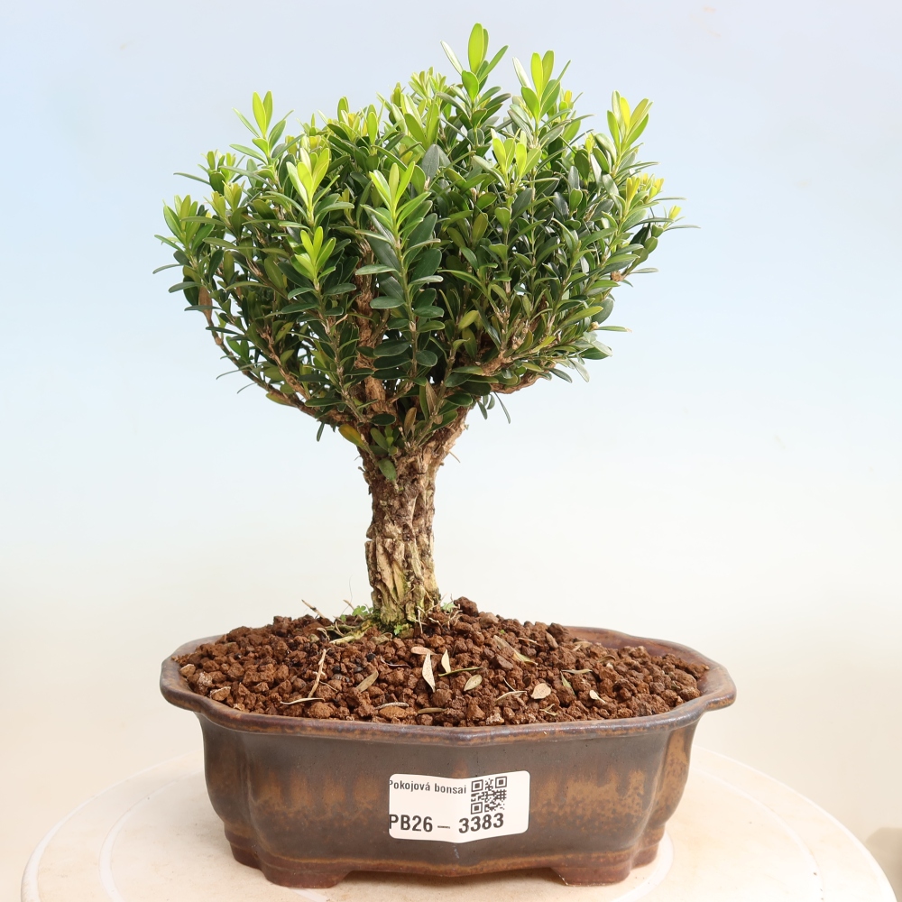 Room bonsai - Buxus harlandii - cork buxus