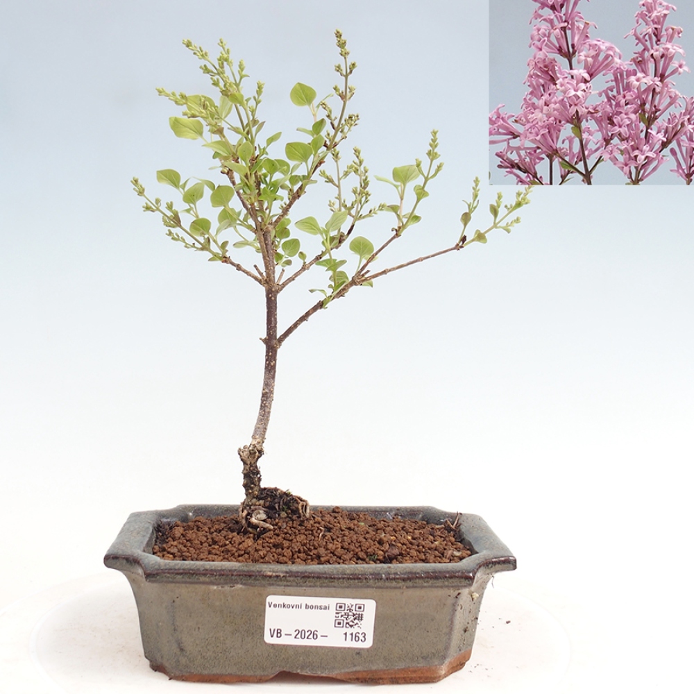 Outdoor bonsai - Syringa Meyeri Palibin - Meyer's Lilac