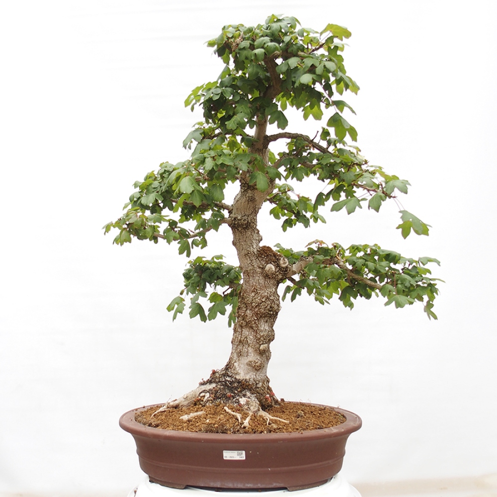 Outdoor bonsai - Baby maple - Acer campestre