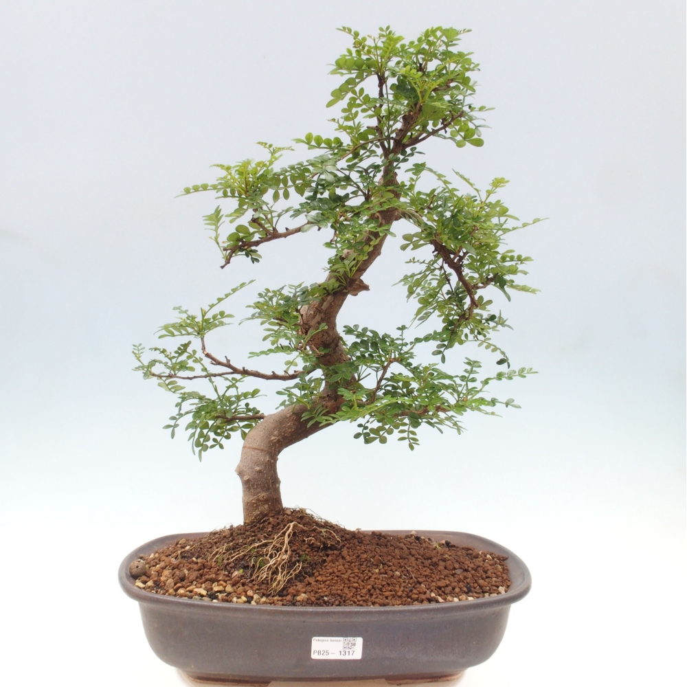 Indoor bonsai - Zantoxylum piperitum - Peppermint