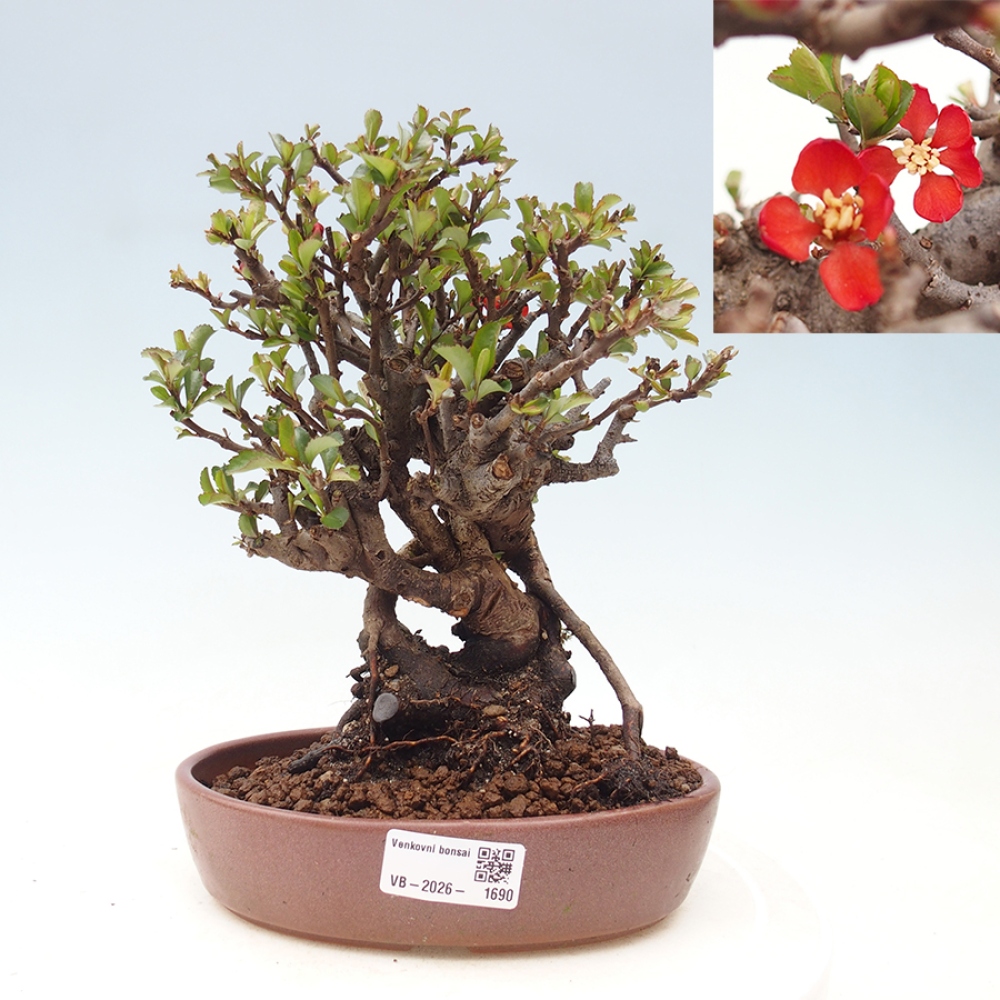 Outdoor bonsai - Chaneomeles speciosa - Quince