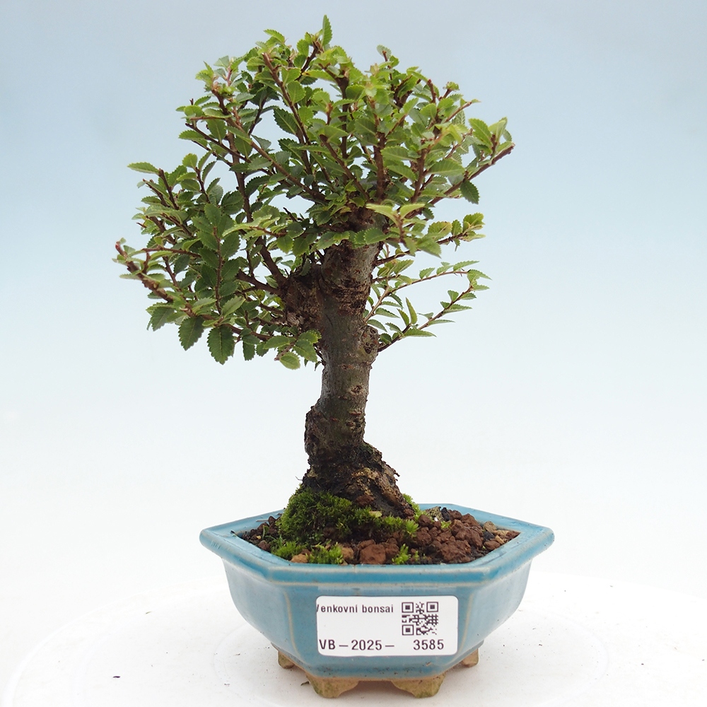 Outdoor bonsai - Ulmus parvifolia Hokkaido - Chinese elm