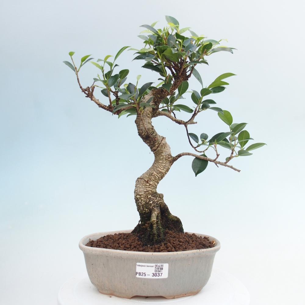 Indoor bonsai - Ficus retusa - small ficus