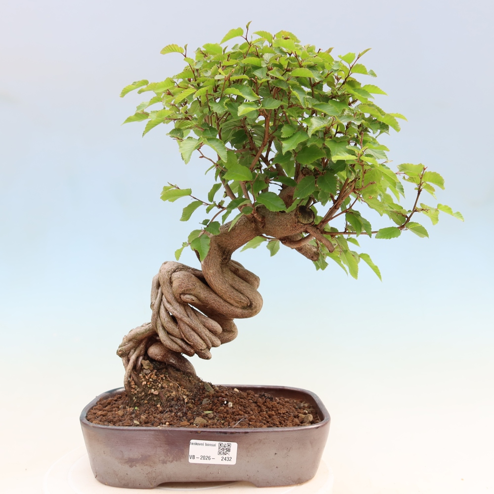 Outdoor bonsai -Carpinus coreana - Korean Hornbeam