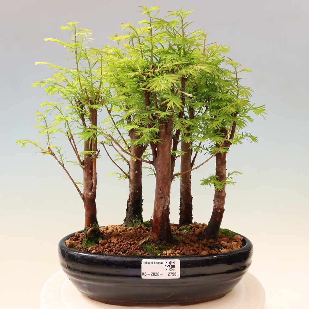 Outdoor Bonsai - Metasequoia glyptostroboides - Chinese Metasequoia - Grove