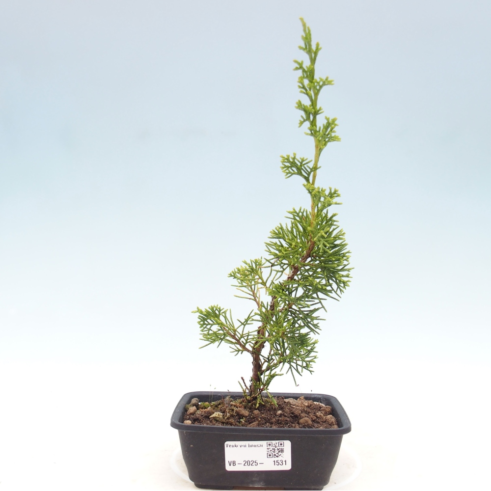 Outdoor bonsai - Juniperus chinensis Itoigawa - Chinese juniper