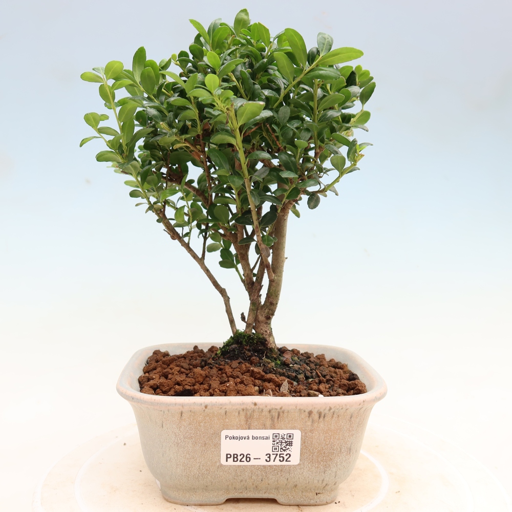 Room bonsai - Ilex crenata - Holly