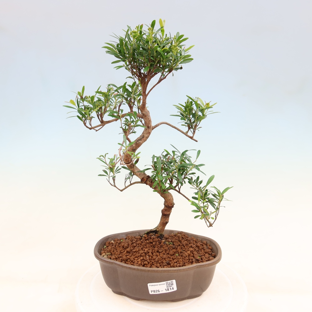 Room bonsai - Syzygium - Pimento