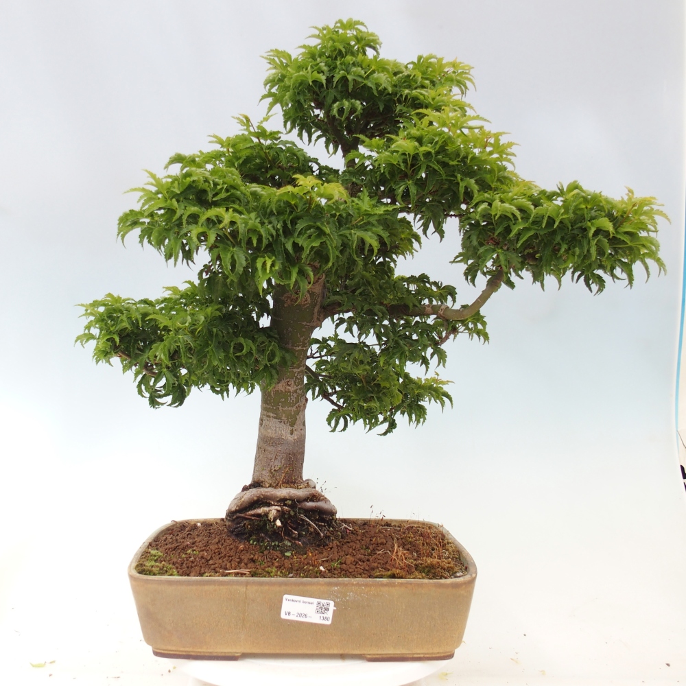 Outdoor bonsai -Javor palm Acer palmatum Shishigashira