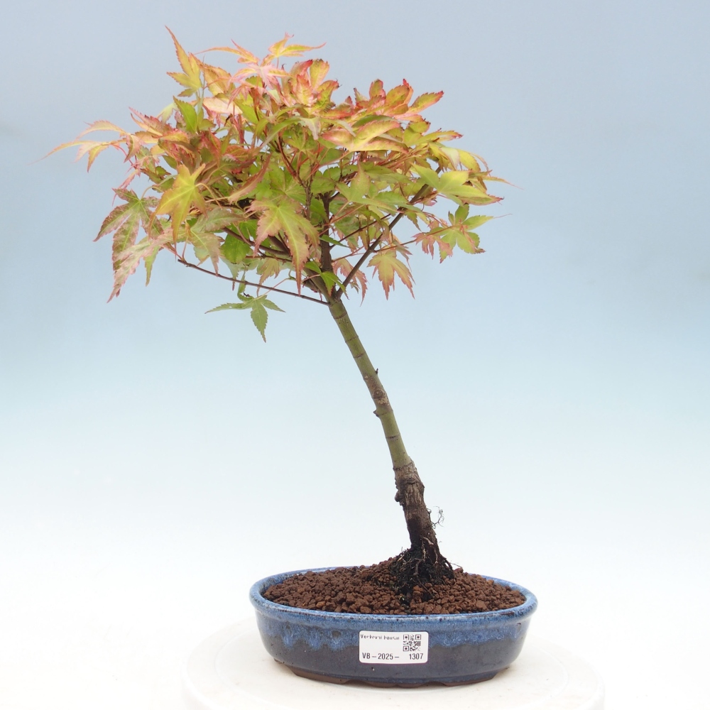 Maple - Acer palmatum Beni Tsukasa