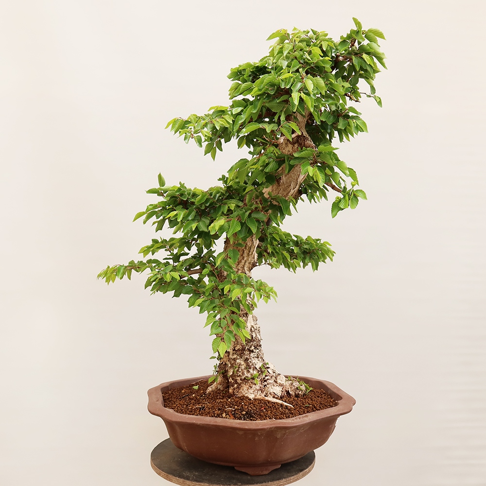 Outdoor bonsai - Carpinus Coreana - Korean hornbeam