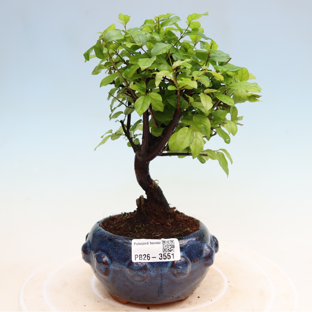 Room bonsai - Sageretia thea - Sageretia thea
