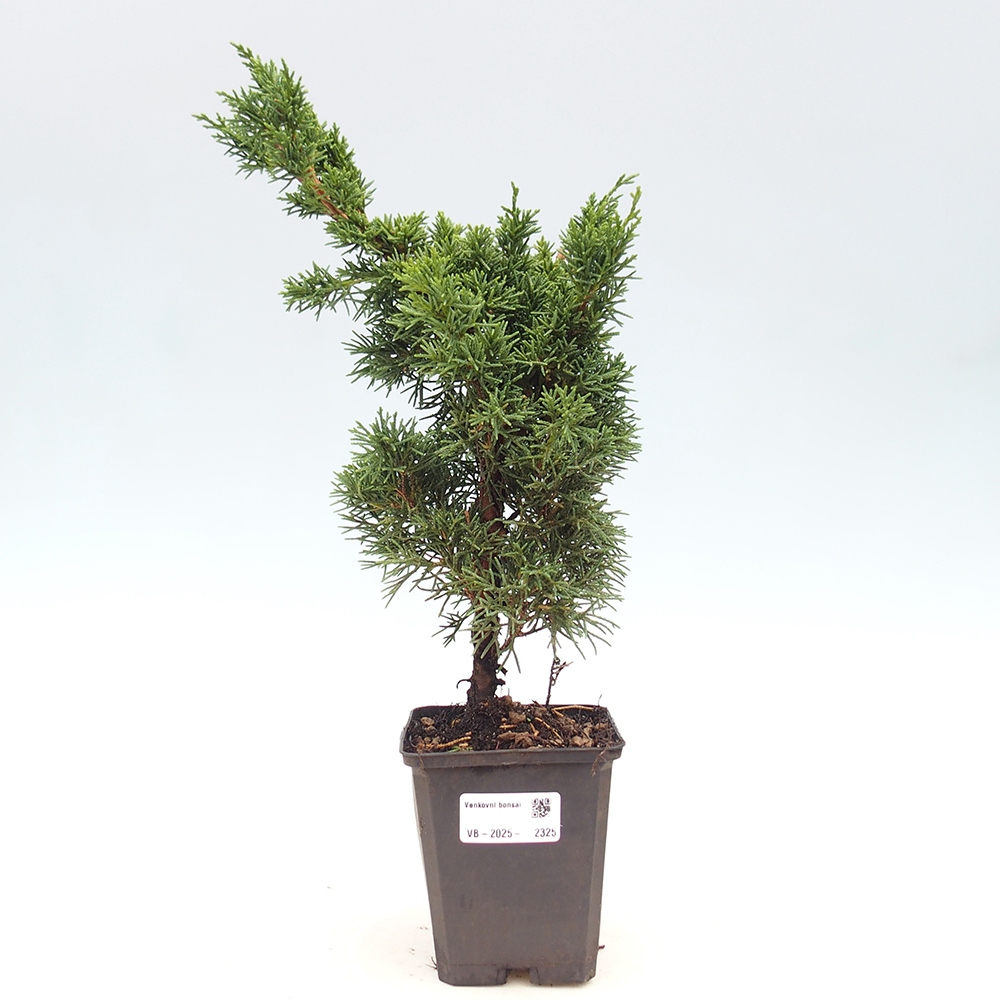 Outdoor bonsai - Juniperus chinensis Kishu - Chinese juniper