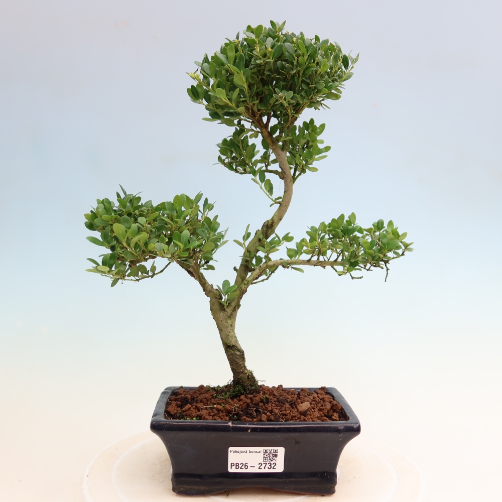Room bonsai - Ilex crenata - Holly