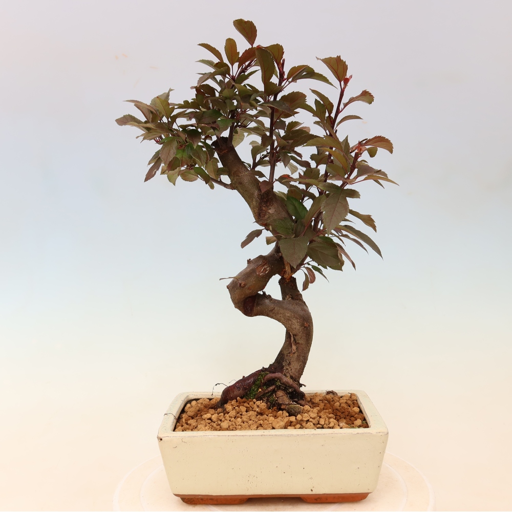 Outdoor bonsai -Malus domestica - Small-fruited red-leaved apple tree