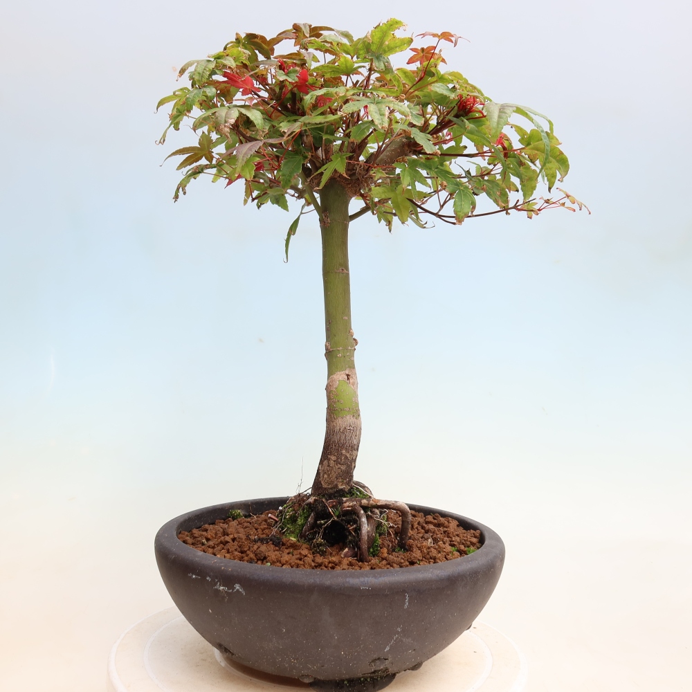 Outdoor bonsai - Acer palmatum DESHOJO