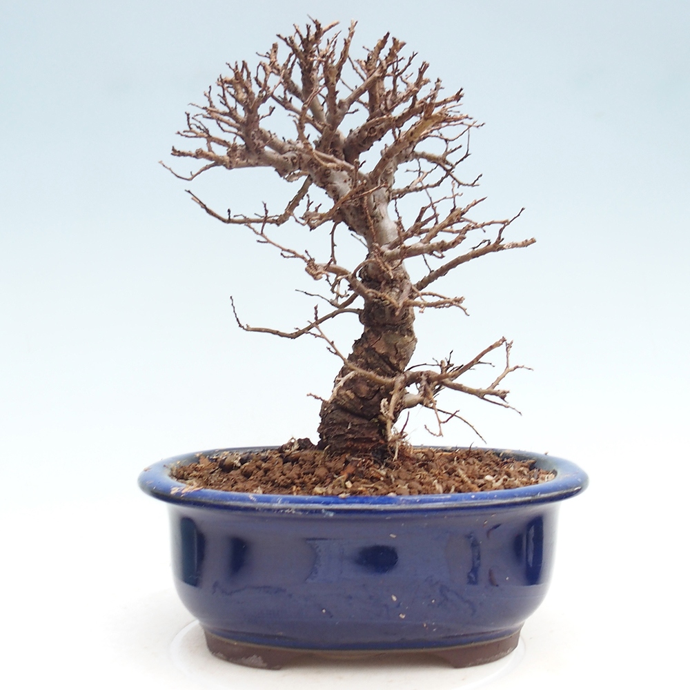 Outdoor bonsai - Zelkova - Zelkova NIRE