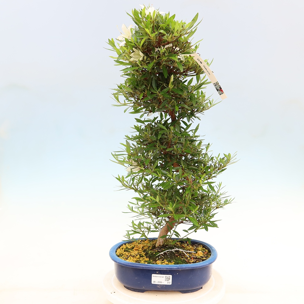 Outdoor bonsai - Japanese Azalea - Azalea Hakurin