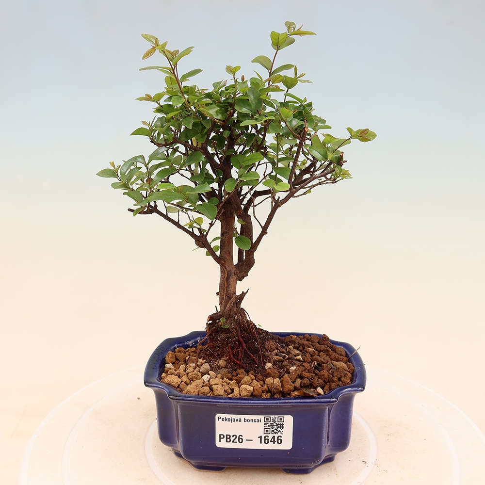 Room bonsai - Sageretia thea - Sageretia thea