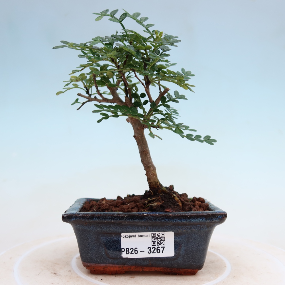 Room bonsai - Zantoxylum piperitum - pepper tree