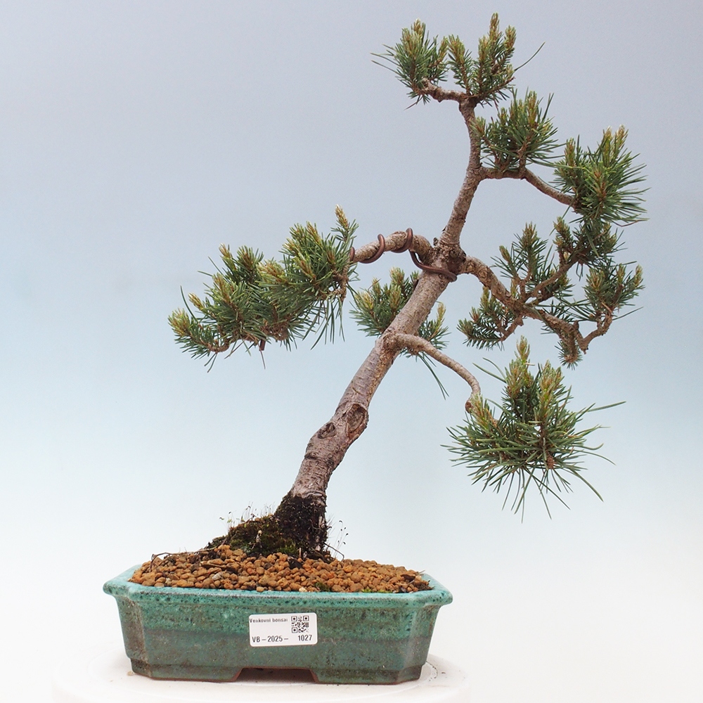 Outdoor bonsai - Pinus Sylvestris - Scots pine